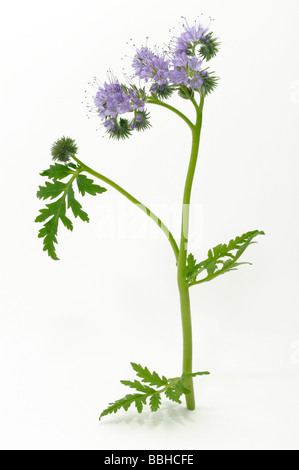 Lacy Phacelia (Phacelia Tanacetifolia), Stamm, Studio Bild Blüte Stockfoto