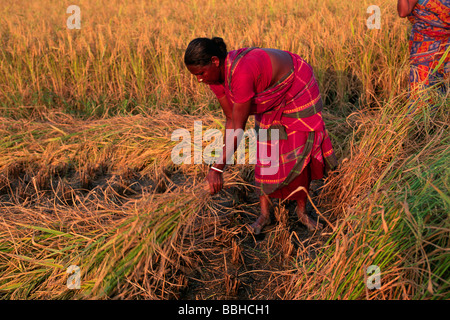 Indien, Westbengalen, Sunderbans, Reisernte, Frau Stockfoto