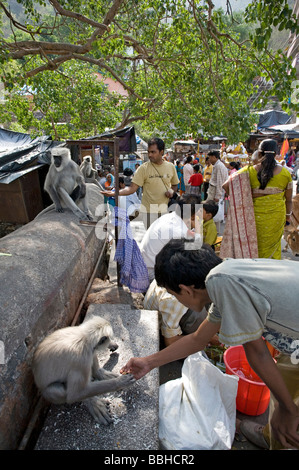 Menschen, die grauen Languren Affen Essen anzubieten. Lakshman Jhula. Rishikesh. Uttarakhand. Indien Stockfoto