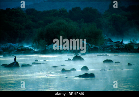 Reed Kormoran Phalacrocorax Africanus in den frühen Morgenstunden Nebel Vaal River in der Nähe von Parys Provinz Gauteng Südafrika Stockfoto