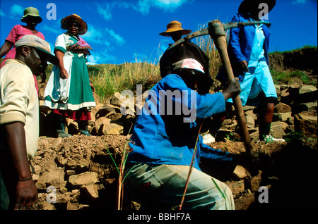 Mitglieder einer Arbeitsgruppe aus einem der Dörfer in der Region Okhombe in den Ausläufern der Nördlichen Drakensberge bauen Stein Stockfoto