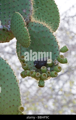 Gemeinsamen Kaktus Finch (Geospiza Scandens) Männchen ernähren sich von Opuntia Kaktus Frucht Plaza Galapagosinseln Ecuador Südpazifik Stockfoto