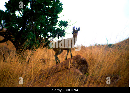 Eine männliche Klipspringer Oreotragus Oreotragus d.h. in Afrikaans Òstone Jumper Ó nimmt eine typische Haltung auf einem prominenten Felsen Stockfoto