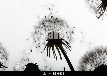 Löwenzahn Taxaxacum Officinale Seedheads gegen den Himmel Stockfoto