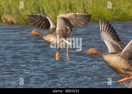 Graugans Gans Anser Anser paar fliegen Stockfoto