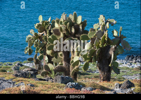 Riesige Feigenkaktus (Opuntia Echios var.echios) Plaza Galapagosinseln Ecuador Südamerika Südpazifik Mai Stockfoto