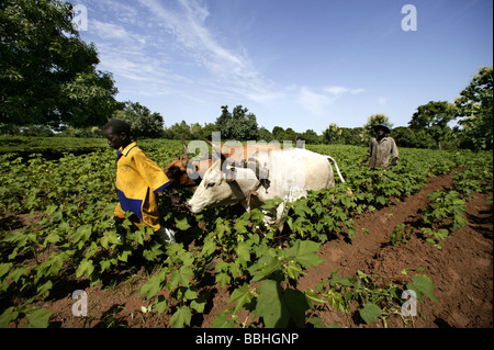 Arbeitnehmer auf Kolanjeba Bio-Baumwolle-Bauernhof in der Nähe des Dorfes Djembala in Mali, Westafrika pflügen ein Feld mit Ochsen ziehen Stockfoto