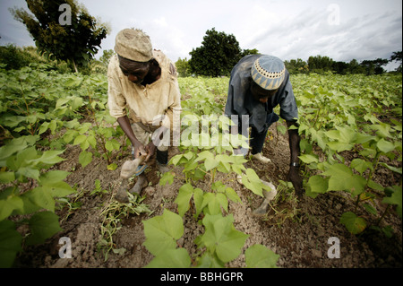 Arbeitnehmer auf Kolanjeba Bio-Baumwolle-Bauernhof nahe dem Dorf Djembala in Mali, Westafrika, im Bereich Stockfoto