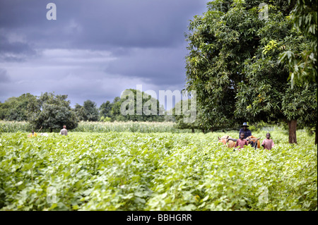 Arbeiter auf der Kolanjeba Bio Baumwolle-Bauernhof in der Nähe von dem Dorf Djembala in Mali, Westafrika Stockfoto