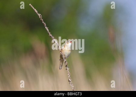 Sedge Warbler Acrocephalus Schoenobaenus singen Stockfoto