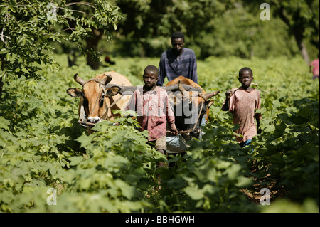 Arbeiter auf der Kolanjeba Bio Baumwolle-Bauernhof in der Nähe von dem Dorf Djembala in Mali, Westafrika Stockfoto