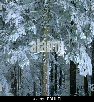 Tanne, die tief verschneiten Wald. Stockfoto