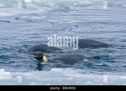 Kaiser Pinguine Aptenodytes Forsteri auf Eis edge Fütterung Snow Hill Island Weddellmeer Antarktis Stockfoto