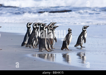 Magellan-Pinguine Spheniscus Magellanicus ins Meer Sea Lion Insel Falkland-Inseln Stockfoto