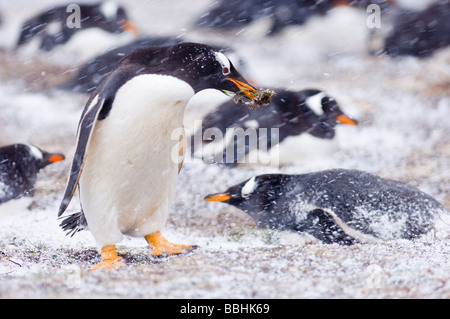 Gentoo Penguins Pygoscelis Papua Erwachsener mit Nistmaterial in Kolonie am Sea Lion Insel Falkland-Inseln Stockfoto