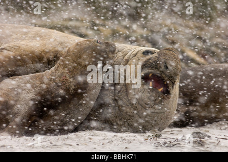 Südlichen See-Elefanten Mirounga Leonina Stier Beachmaster Seelöwen Insel Falkland-Inseln Stockfoto