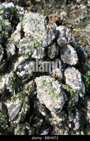 Barnacle verkrusteten gemeinsame Miesmuscheln Mytilus Edulis auf einem Felsen in New Brighton, Wallasey, The Wirral, Merseyside, Großbritannien Stockfoto