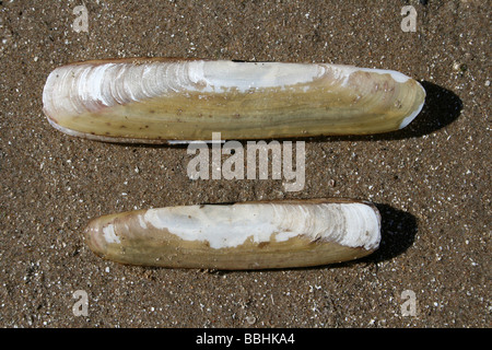 Zwei Bohnen Rasierer Muscheln Pharus Hülsenfrüchte am Strand von New Brighton, Wallasey, The Wirral, Merseyside, Großbritannien Stockfoto