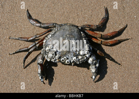 Gemeinsamen Shore Crab Carcinus Maenas Covered In Seepocken auf die Strand-besessenen in New Brighton, The Wirral, Merseyside, Großbritannien Stockfoto