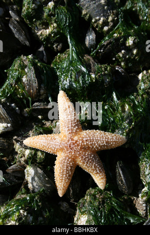 Gemeinsamen Seesterne Asterias Rubens auf Gutweed bedeckt gemeinsame Miesmuscheln Mytilus Edulis in New Brighton, The Wirral, Merseyside, UK Stockfoto