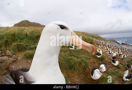 Schwarzen browed Albatross Thalassarche Melanophrys Kolonie auf Steeple Jason Island Falkland-November Stockfoto