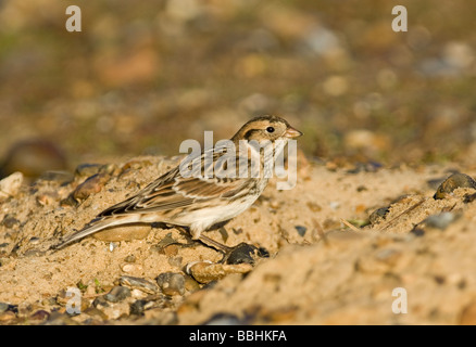 Lappland Bunting Calcarius Lapponicus Salthouse Norfolk winter Stockfoto