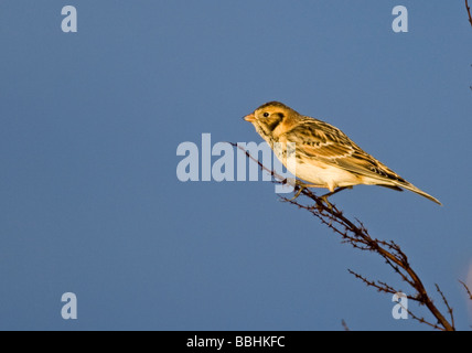 Lappland Bunting Calcarius Lapponicus Salthouse Norfolk winter Stockfoto