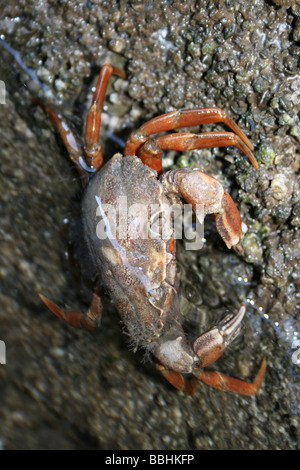 Gemeinsamen Shore Crab Carcinus Maenas halb untergetauchte im Rockpool in New Brighton, Wallasey, The Wirral, Merseyside, UK Stockfoto