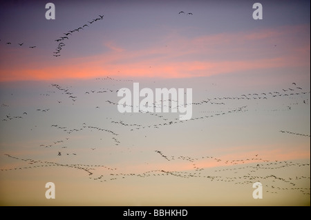 Rosa footed Gänse Anser Brachyrynchus Schlafplatz am Snettisham Norfolk Winter verlassen Stockfoto