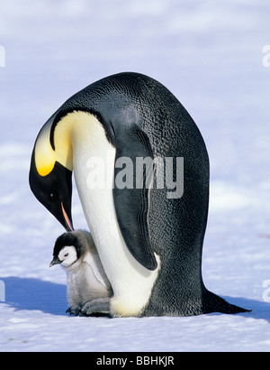 Kaiser-Pinguin Aptenodytes Forsteri Cape Crozier Rossmeer Antarktis Stockfoto