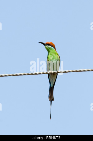 Blau throated Biene-Esser Merops Viridis Luzon Philippinen Stockfoto