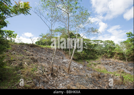 Schrägstrich und brennen Waldrodung in Alcoy Wald Cebu Philippinen Stockfoto