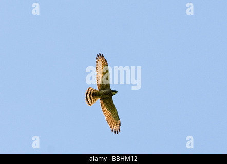 Grey konfrontiert Bussard Butastur Indicus Palawan Philippinen Stockfoto