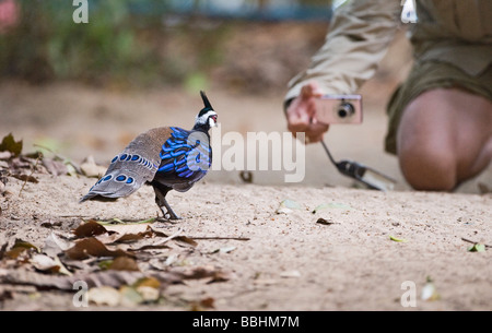 Palawan Pfau Fasan Ployplectron Napoleonis posiert für die Kamera Puerto Princesa Palawan Philippinen Stockfoto