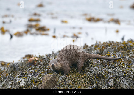 Fischotter Lutra Lutra Hinterlegung einer Scat am Ufer Shetland April Stockfoto