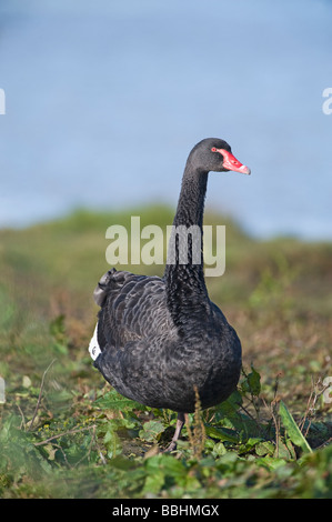 Black Swan Cygnus olor in Australien heimisch Stockfoto