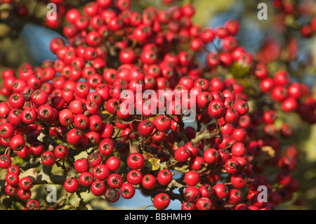 Weißdorn Beeren Crataegus Monogyna im Herbst Minsmere RSPB Reserve Suffolk Stockfoto