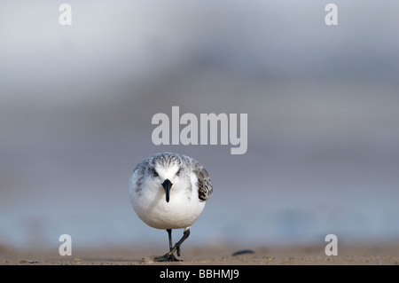 Sanderling Calidris Alba Blakeney Norfolk Herbst Stockfoto