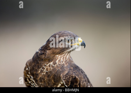 Gemeinsamen Bussard Buteo Buteo Glos UK Winter gesteuert Stockfoto