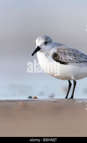 Sanderling Calidris Alba Blakeney Norfolk Herbst Stockfoto