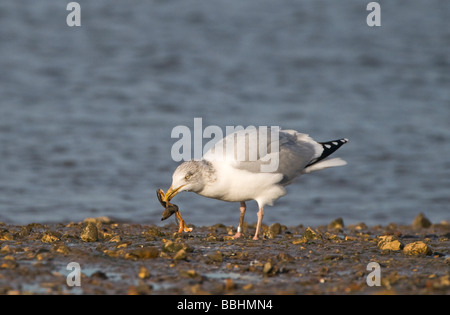 Silbermöwe Larus Argentatus Fütterung auf Muschel fiel auf Shell Brancaster Staithe North Norfolk Winter zerschlagen Stockfoto