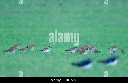 Golden Plover Pluvialis Apricaria in Winterweizen Feld Norfolk winter Stockfoto