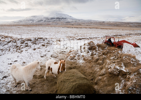 Landwirt Traktor zwei Pferde Essen Heu Skagafjördur Island Stockfoto