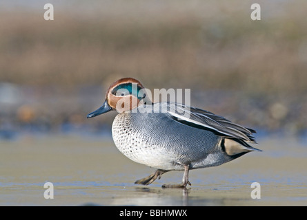 Petrol / Anas Vogelarten Männchen Wandern auf gefrorenen Pool Salthouse Norfolk winter Stockfoto