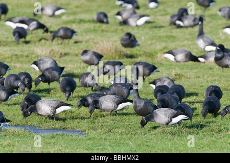 Brent Gänse Branta Bernicla auf Beweidung Marsh Norfolk winter Stockfoto