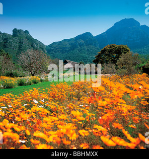 NACH DIE WINTERREGEN DIE ERDE GETRÄNKT HABEN VERWANDELT EIN WUNDER DER NATUR DIE LANDSCHAFT IN EIN FLORAL-WUNDERLAND Stockfoto