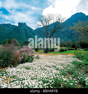 NACH DIE WINTERREGEN DIE ERDE GETRÄNKT HABEN VERWANDELT EIN WUNDER DER NATUR DIE LANDSCHAFT IN EIN FLORAL-WUNDERLAND Stockfoto