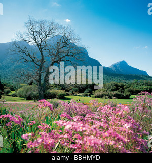 NACH DIE WINTERREGEN DIE ERDE GETRÄNKT HABEN VERWANDELT EIN WUNDER DER NATUR DIE LANDSCHAFT IN EIN FLORAL-WUNDERLAND Stockfoto