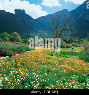 NACH DIE WINTERREGEN DIE ERDE GETRÄNKT HABEN VERWANDELT EIN WUNDER DER NATUR DIE LANDSCHAFT IN EIN FLORAL-WUNDERLAND Stockfoto