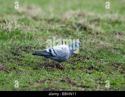 Felsen-Taube Columba Livia Fetlar Shetland Stockfoto